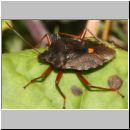 Pentatoma rufipes - Rotbeinige Baumwanze 01.jpg